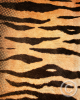 LeTigre_8x10_v