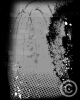 Splatter_Silver_8x10_v